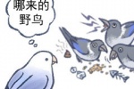 哪来的野鸟