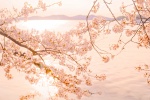 Sakura beautiful HD wallpaper