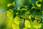 Fresh and beautiful ginkgo tree pictures