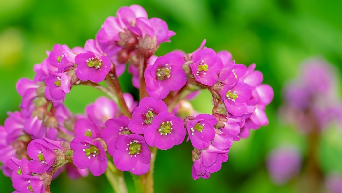 Blooming rock cabbage pictures desktop wallpaper