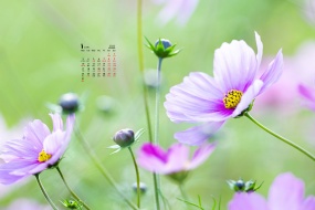 January 2022 fresh cosmos calendar wallpaper