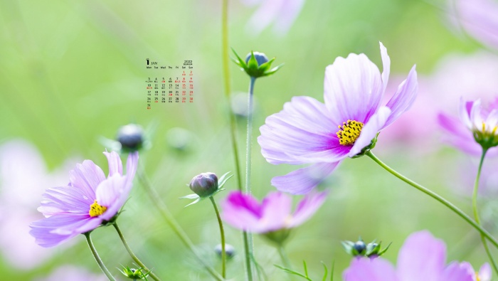 2022年1月清新波斯菊日历壁纸