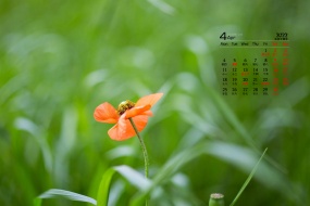 April 2022 fresh and elegant flowers desktop calendar wallpaper