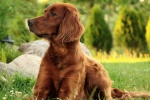 Irish Setter Dog Pictures Desktop Wallpaper