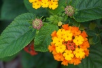 Brightly colored lantana pictures desktop wallpaper