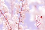 Chinese Valentine's Day cherry blossom scenery computer wallpaper pictures