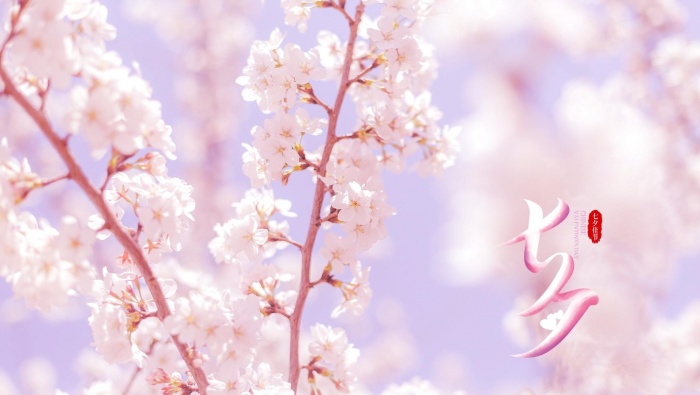 Chinese Valentine's Day cherry blossom scenery computer wallpaper pictures