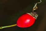 HD Rose Hip Picture Desktop Wallpaper