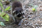 Cute little raccoon pictures
