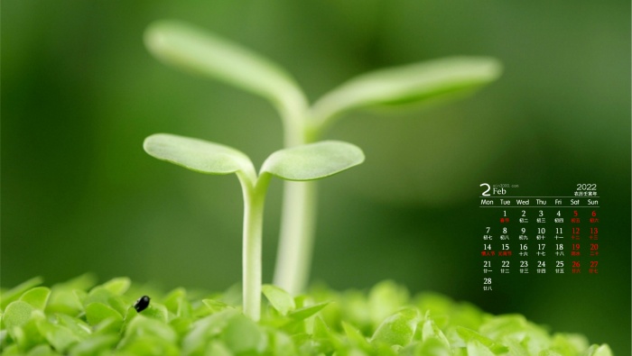 February 2022 Fresh Eye Care Calendar Wallpaper