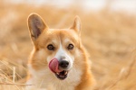 Running corgi pictures desktop wallpaper