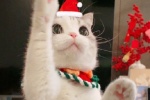 Soft cute cat Christmas themed avatar