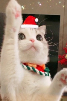 Soft cute cat Christmas themed avatar