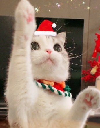 軟萌貓咪聖誕主題頭像