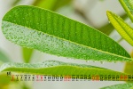 August 2021 fresh eye-protecting desktop calendar wallpaper