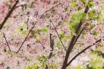 Blooming cherry blossom pictures desktop wallpaper