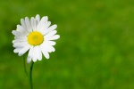 Beautiful HD Daisy Pictures Desktop Wallpaper