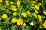 yellow buttercup pictures