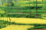 Scenery pictures of rape flowers all over the mountain