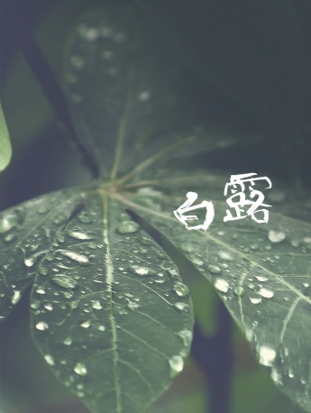 節氣白露曲麵屏手機壁紙