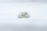 Arctic fox pictures desktop wallpaper