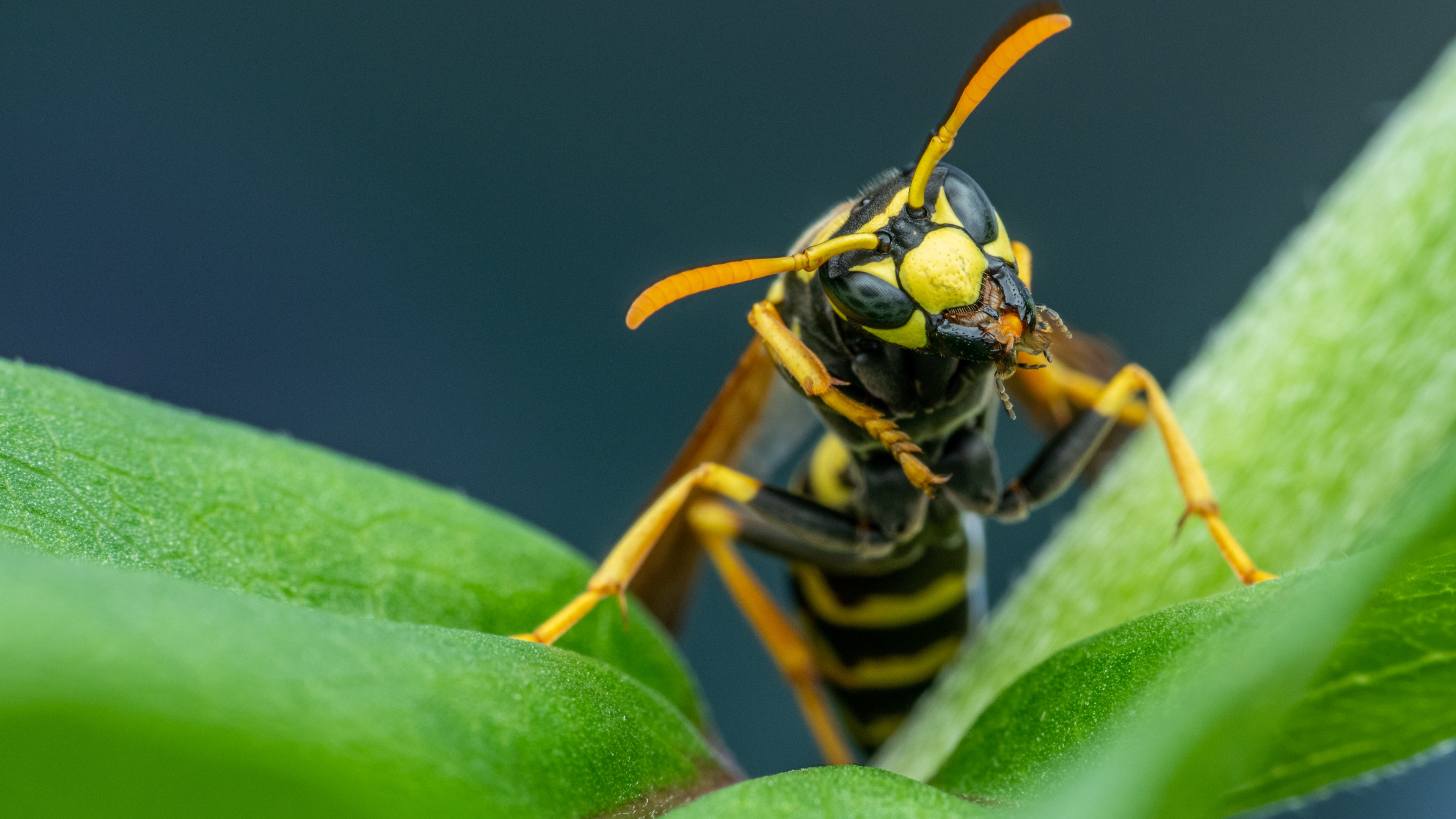 大黄蜂 黄蜂 昆虫 - Pixabay上的免费照片 - Pixabay