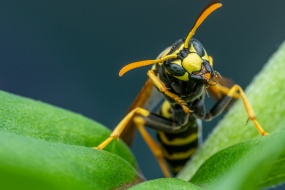 Wild bumblebee photography picture material HD desktop wallpaper