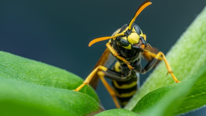 Wild bumblebee photography picture material HD desktop wallpaper