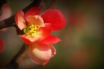 HD Begonia Flower Pictures Desktop Wallpaper