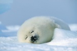 Adorable soft harp seal pup
