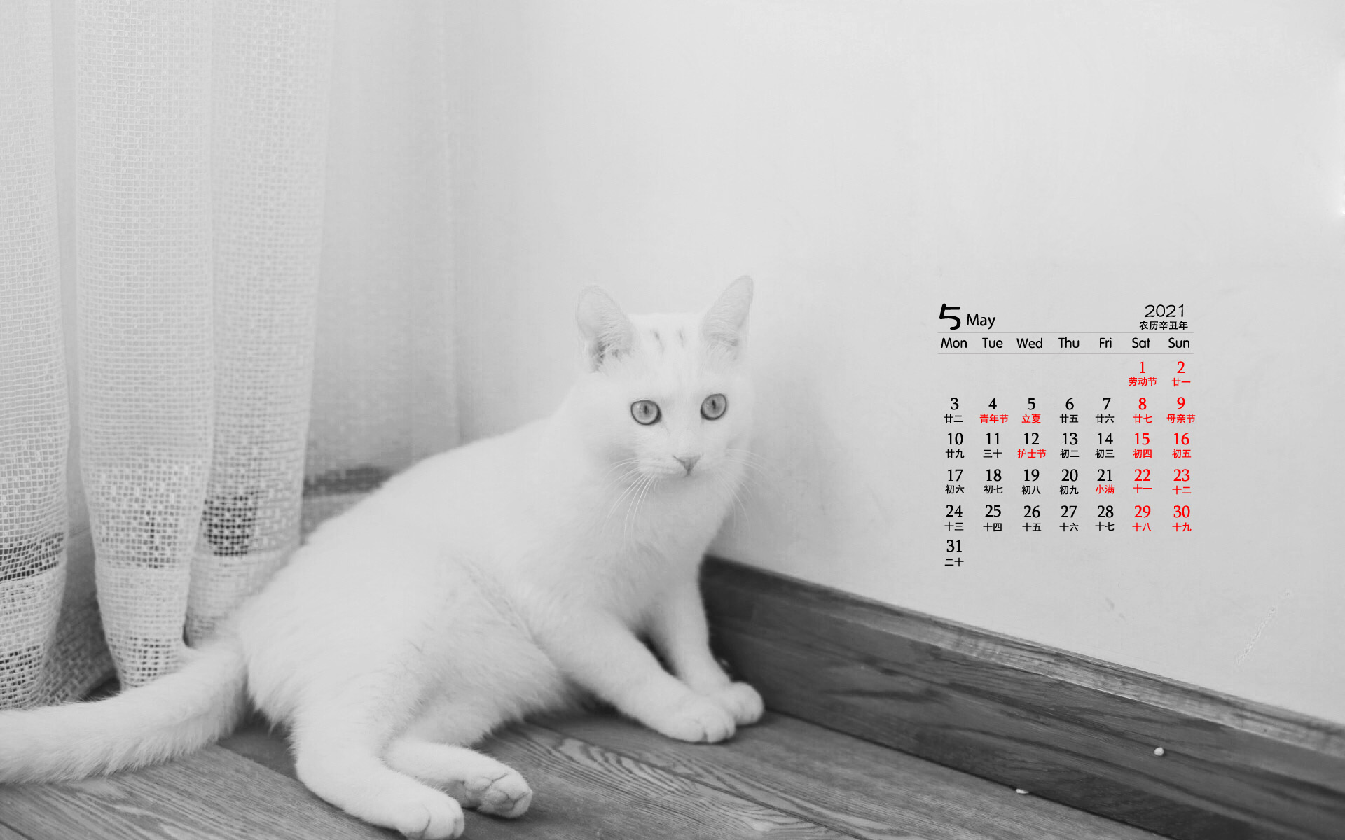 2021年5月萌宠猫咪桌面日历壁纸