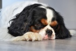 King Charles Spaniel Pictures