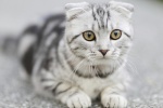 Scottish fold cat pictures