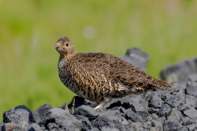 Thunderbird photography pictures desktop wallpaper