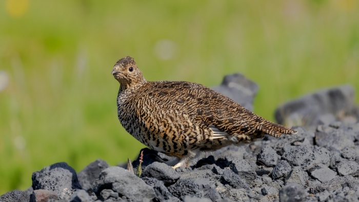 Thunderbird photography pictures desktop wallpaper