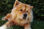Chow Chow Pictures Chow Chow Pictures