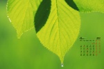 April 2022 fresh eye-protecting green leaves calendar wallpaper