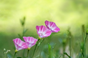 小清新田旋花图片高清电脑壁纸