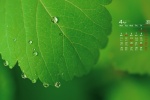 April 2022 green plant eye protection HD calendar wallpaper