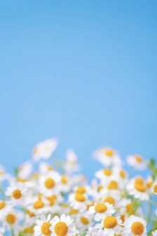 小雛菊清新風手機壁紙