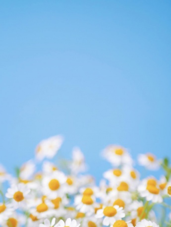 小雏菊清新风手机壁纸