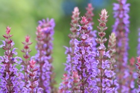 高清紫色的鼠尾草图片桌面壁纸