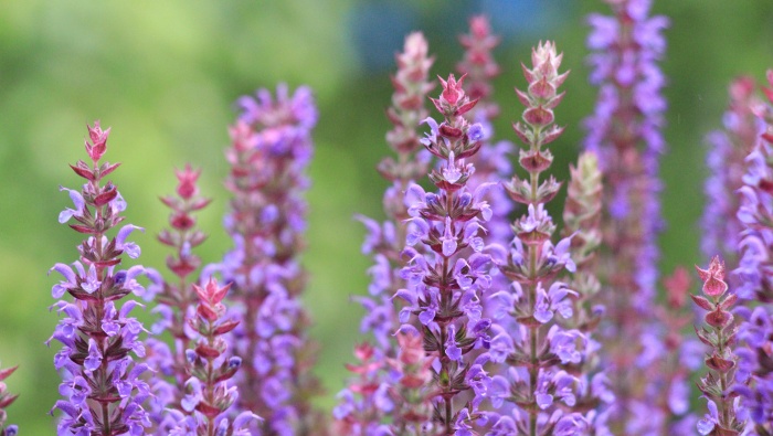 HD purple sage pictures desktop wallpaper