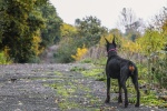 Doberman Pinscher Pictures Doberman Pinscher Pictures