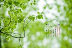 April 2022 fresh eye-protecting green leaves calendar wallpaper