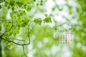 April 2022 fresh eye-protecting green leaves calendar wallpaper