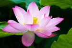 Pink lotus HD picture desktop wallpaper
