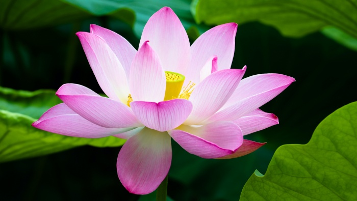 Pink lotus HD picture desktop wallpaper
