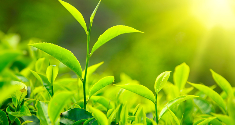 Green wallpaper pictures