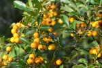 HD sea buckthorn fruit pictures desktop wallpaper